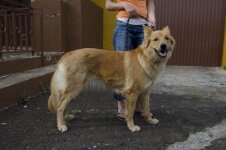 Garafian Shepherd Dog_DSC_0009-1