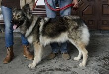Perro Pastor Garafiano_DSC_0153