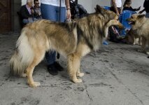 Garafian Shepherd Dog_DSC_0169