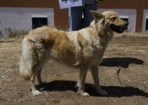 Perro Pastor Garafiano_DSC_0259