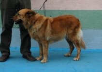 Garafian Shepherd Dog_DSC_1775