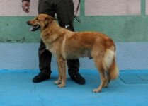 Perro Pastor Garafiano_DSC_1778