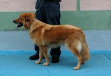 Garafian Shepherd Dog_DSC_1784