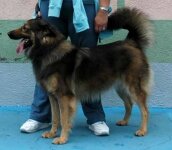 Perro Pastor Garafiano_DSC_1801