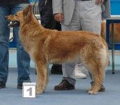 Perro Pastor Garafiano_DSC_2352