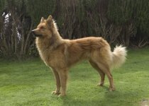 Perro Pastor Garafiano_Lanson