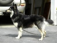Perro Pastor Garafiano_Luna