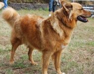 Perro Pastor Garafiano_REINA