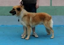 Garafian Shepherd Dog-DSC_0278